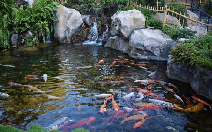 DỊCH VỤ THI CÔNG XÂY DỰNG HỒ CÁ KOI VÀ CHỐNG THẤM HỒ CÁ KOI